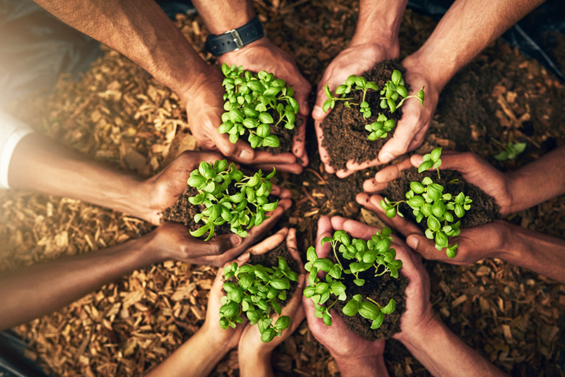 Hands holding young green plants in rich soil, symbolizing ORY Skincare’s commitment to sustainability, ethical sourcing, and botanical skincare innovation.