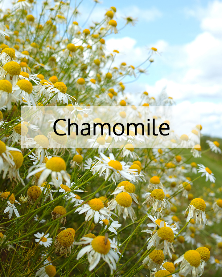 Blooming chamomile flowers with white petals and golden centers in a natural field, representing ORY Skincare’s use of chamomile as a calming botanical ingredient for sensitive and irritated skin.