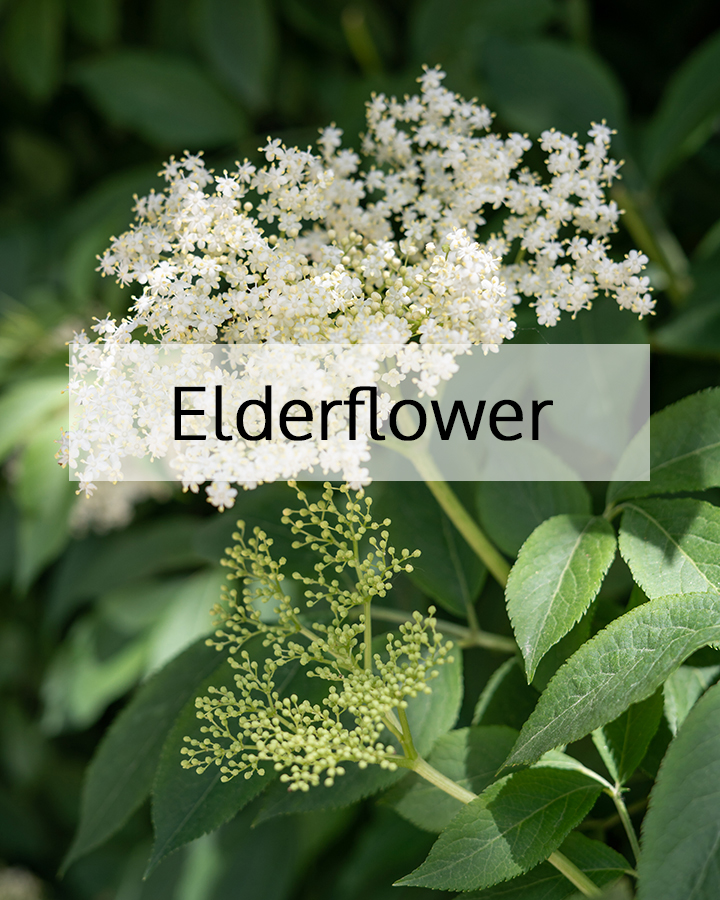 Fresh elderflower blossoms in full bloom surrounded by green leaves, highlighting ORY Skincare’s use of elderflower as a soothing, antioxidant-rich botanical ingredient for balanced and radiant skin.