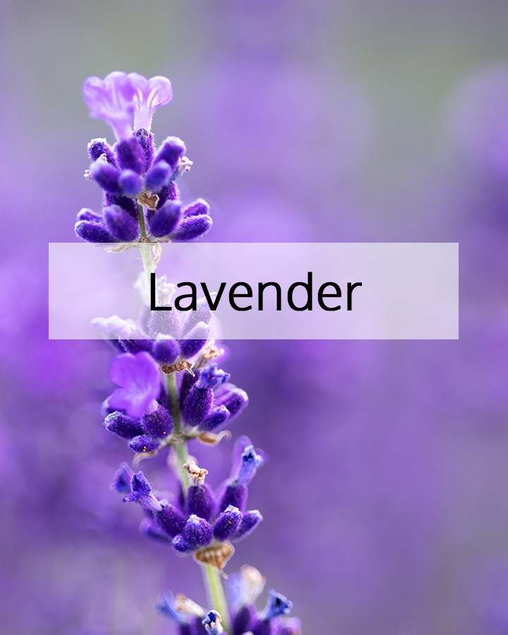 Close-up of fresh lavender flower in bloom with soft purple tones, highlighting lavender as a calming botanical ingredient used in ORY Skincare formulations.