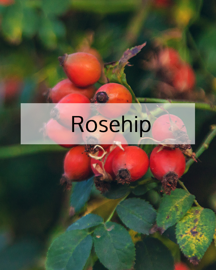 Ripe rosehip fruits on a natural branch with green leaves, representing ORY Skincare’s use of rosehip as a nutrient-rich botanical ingredient for skin renewal and radiance.