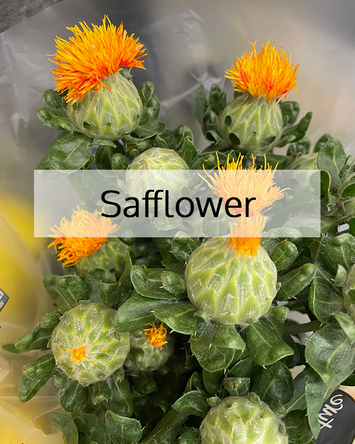 Bright orange safflower blossoms with green buds and leaves, showcasing safflower as a nourishing botanical ingredient used in ORY Skincare for lightweight hydration and barrier support.