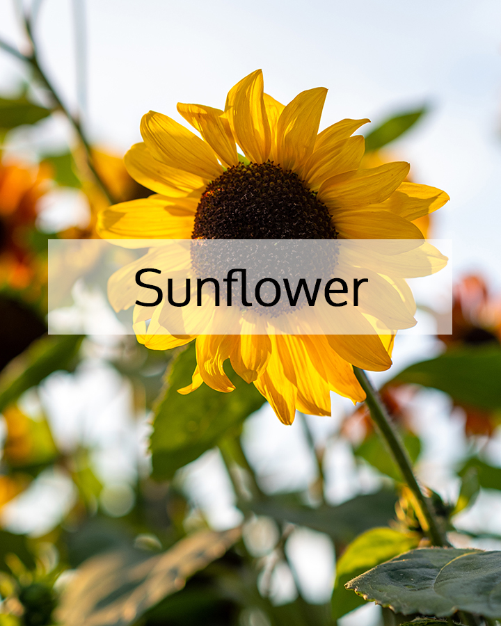 Close-up of a vibrant sunflower in bloom under natural light, representing sunflower as a nourishing botanical ingredient used in ORY Skincare formulations.