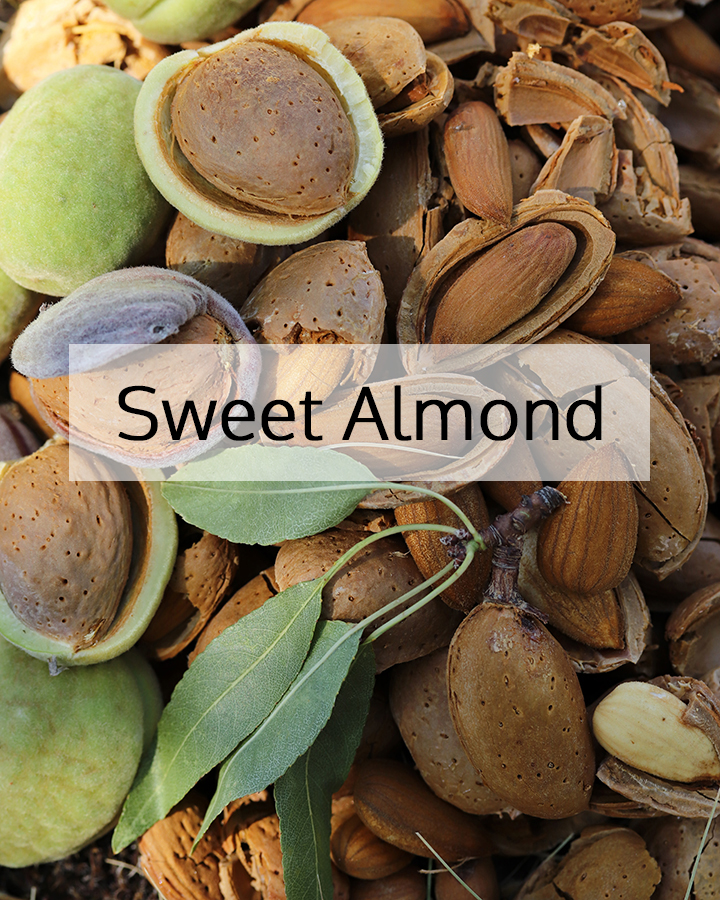 Sweet almonds with shells and leaves, representing ORY Skincare’s use of sweet almond as a gentle, nourishing botanical ingredient known for moisturizing and soothing the skin.